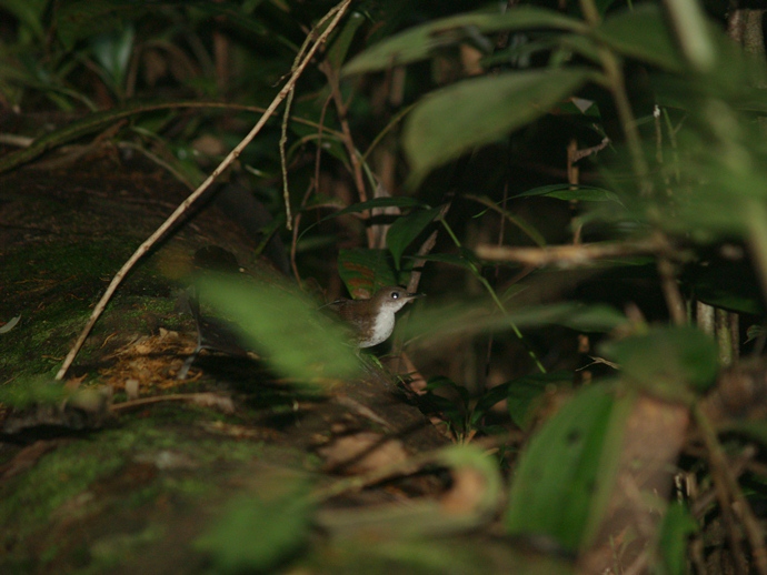 southern nightingale-wren-Microcerculus marginatus